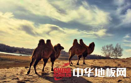 中小地板企业定位:追随与创新并举