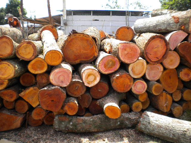 > 源头生产销售菲律宾大叶相思木原木,地板坯料  本公司是菲律宾木材
